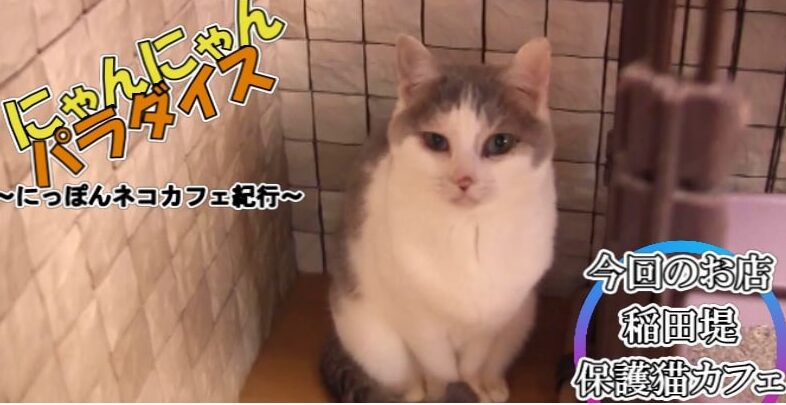 【極レア】本物保証 ドーム・ナンシー 猫 保護猫カフェムスビ がYouTubeで紹介されました！ | 障がい者福祉