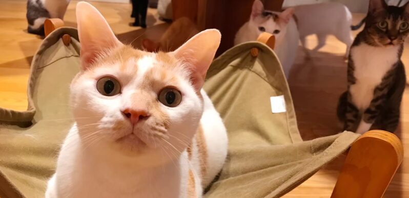 スクリーンショット-2025-08-07-