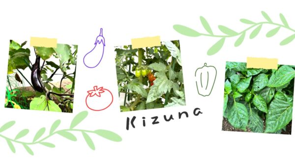 【生活介護キズナ】夏到来!みんなで大切に育てている夏野菜をご紹介します♪