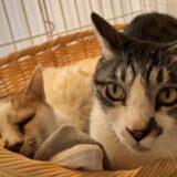 【営業再開のお知らせ】またみんなに会えるのを楽しみに待ってるにゃ！