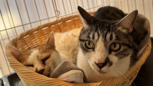 【営業再開のお知らせ】またみんなに会えるのを楽しみに待ってるにゃ!